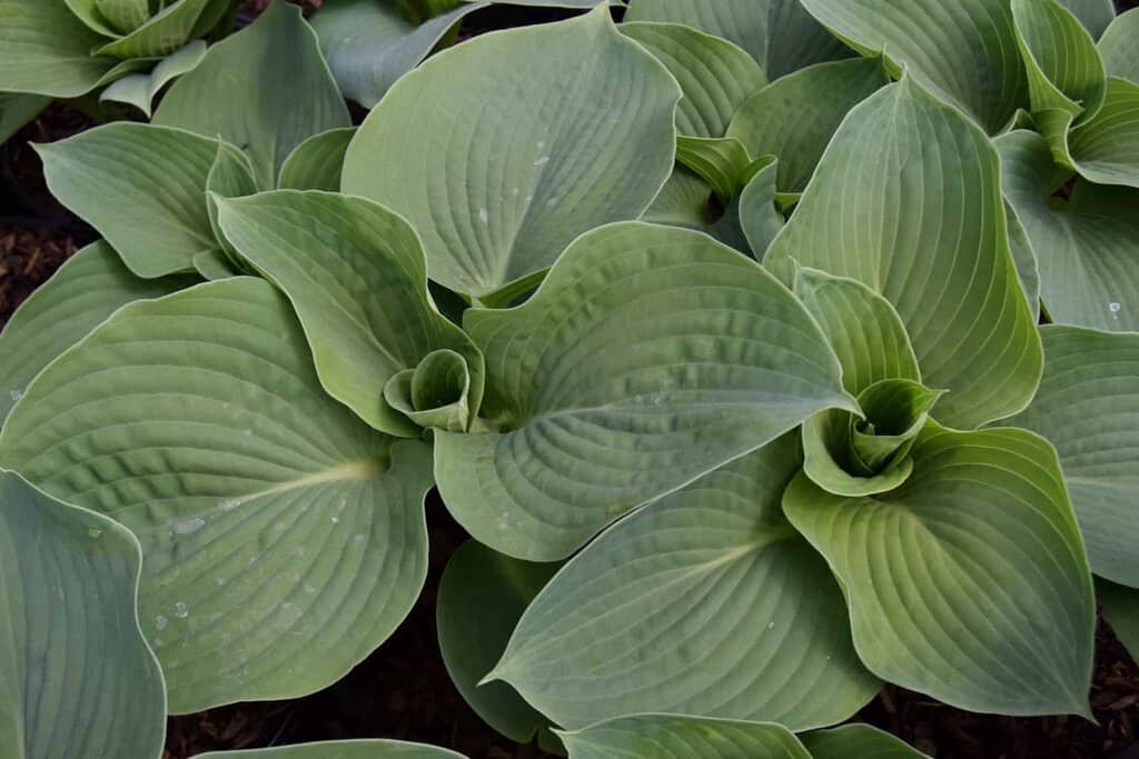 Hosta sieboldiana var. elegans ---